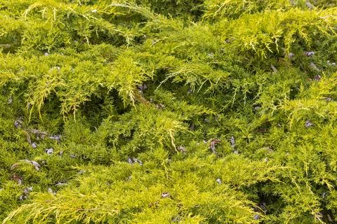 Juniper branch background for design Stock Photos