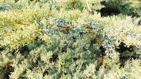 Juniper Branch With Berries, Closeup Stockbeeldmateriaal 108971452