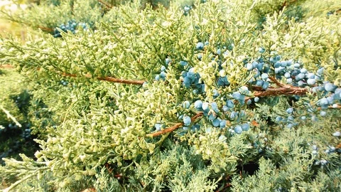 Juniper Branch With Berries, Closeup Video stock 108971469