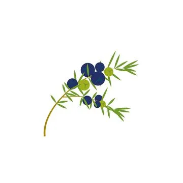 Juniper branch with berries. Stock Illustration