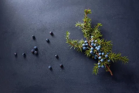 Juniper branch with berries Stock Photos