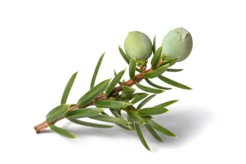 Juniper branch with  berries Stock Photos