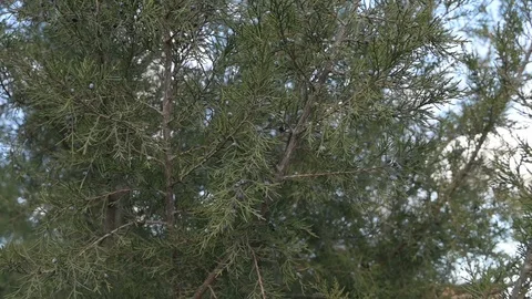 Juniper branch with berries.Green juniper for background Stock Footage 122942186