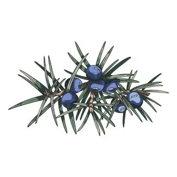 Juniper branch with blue berries vector hand drawn illustration, coniferous Stock Illustration