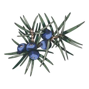 Juniper branch with blue berries vector hand drawn illustration, coniferous Ilustración de archivo