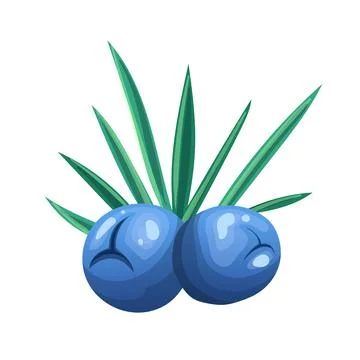 Juniper branch cartoon vector illustration color sign Stock Illustration