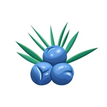 Juniper branch cartoon vector illustration color sign Stock Illustration