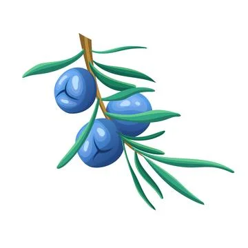 Juniper branch cartoon vector illustration color sign Stock Illustration