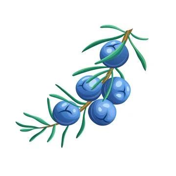 Juniper branch cartoon vector illustration color sign Stock Illustration