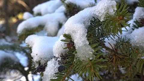 Juniper branch covered with snow Stock Footage 95817015