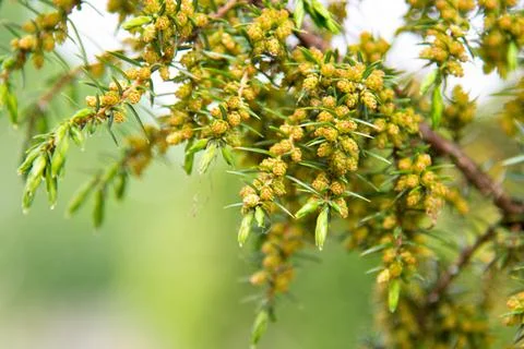Juniper branch during flowering in spring close-up Stock Photos