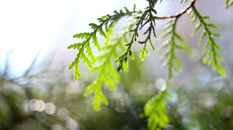 Juniper branch in a forest Stock Footage 22155610