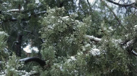Juniper Branch Move Slowly under Snow in Sedona Arizona Vídeo Stock 8955344