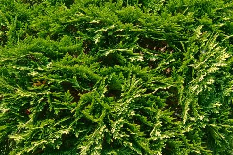 Juniper branch Stock Photos