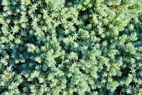 Juniper branch Stock Photos