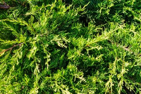 Juniper branch Stock Photos