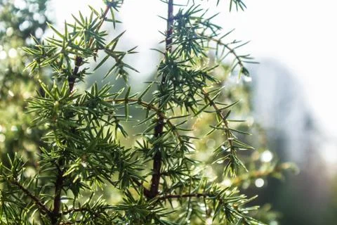 Juniper branch Stock Photos