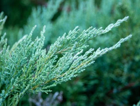Juniper Branch 库存照片