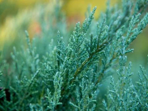 Juniper Branch Stock Photos