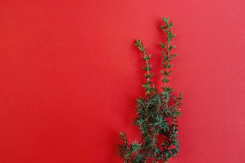 Juniper branch on a red background Stock Photos