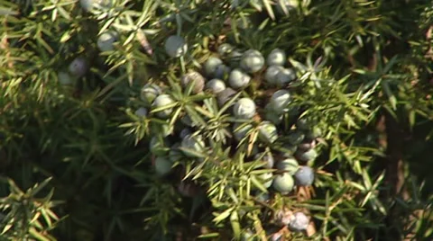 Juniper branch with seed cones Stock Footage 31526842