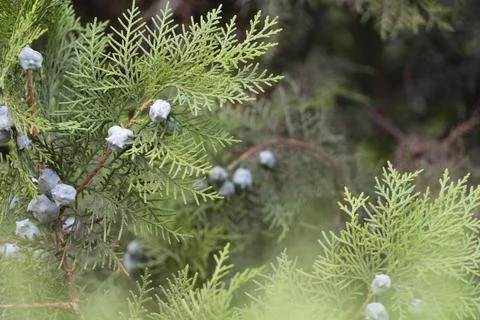 Juniper Branch with Small Berries Stock Photos