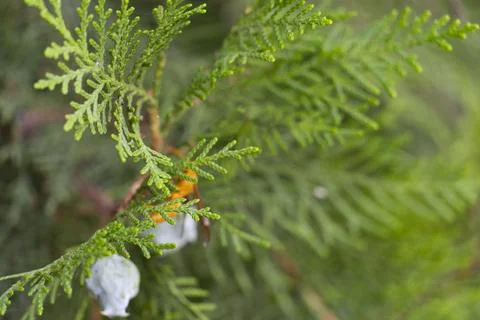 Juniper Branch with Small Berries Stock Photos