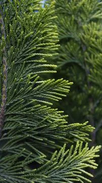Juniper branch - soft focus processing. Natural view of juniper Stock Photos