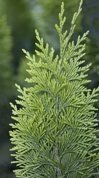 Juniper branch - soft focus processing. Natural view of juniper Foto stock