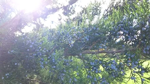 A juniper branch strewn with blue berries flutters in the rays of the sun Stock Footage 298024261