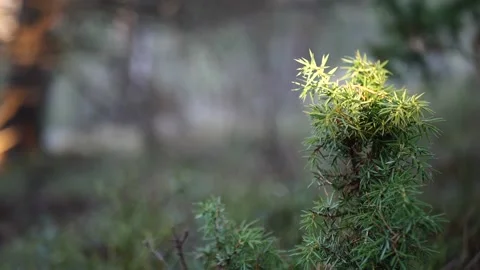 A juniper branch sways slowly in the wind Video stock 228881991