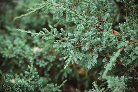 Juniper branches background Stock Photos