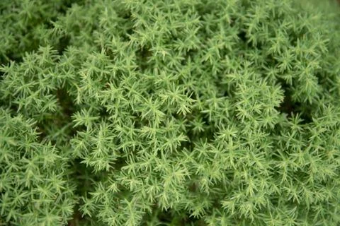 Juniper branches close-up. background with juniper branches. Stock Photos