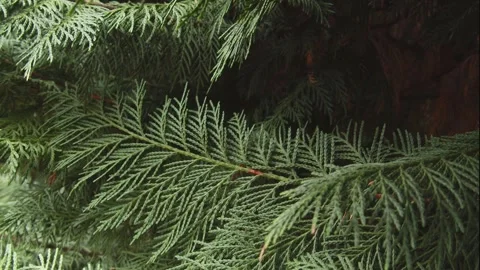 Juniper branches. Close-up. Camera moves. Stock Footage 312146740