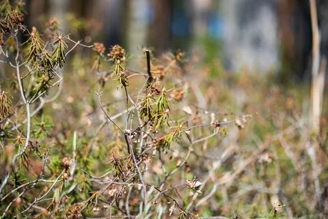 Juniper branches close up. Evergreen juniper plant, cypress branches, leaves Stock Photos