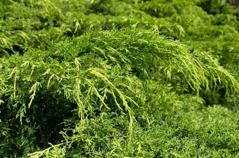 Juniper branches closeup Stock Photos