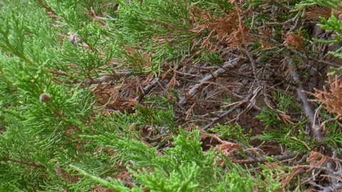 Juniper branches Stock Footage 196813155