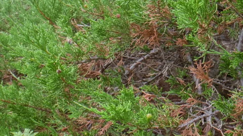 Juniper branches Stock Footage 197367149