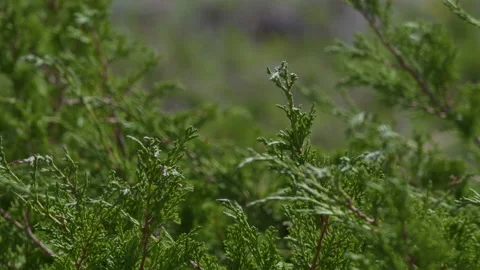 Juniper branches Stock Footage 221260530