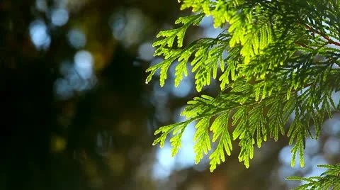 Juniper branches in the forest Stock Footage 20459914