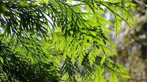 Juniper branches in a forest Vidéo 21979262