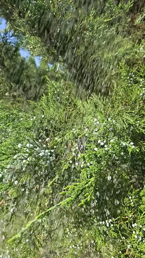 Juniper branches laden with berries flutter in the wind in the pouring rain Stock Footage 313440340