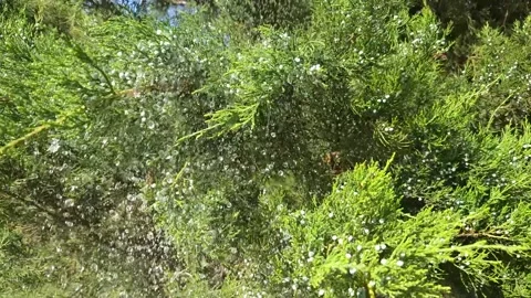 Juniper branches laden with berries flutter in the wind in the pouring rain Stock Footage 313440343