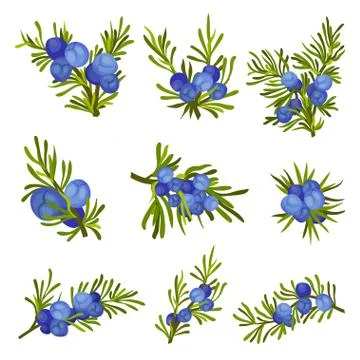 Juniper Branches with Needle Like Leaves and Blue Aromatic Seed Cones Vector Set Ilustración de archivo
