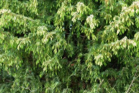 Juniper branches presenting light green and dark green needles Stock Photos