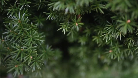 Juniper branches swing in the wind. Close-up Stock Footage 269524231