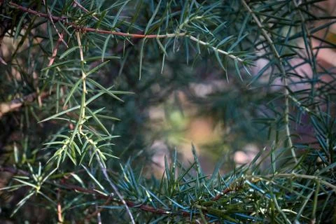 Juniper branches woven as frame with needles illuminated by sun rays with blu Foto stock