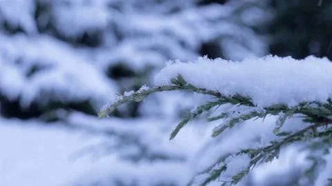 Juniper brunch with snow in winter Stock-Footage 71158295