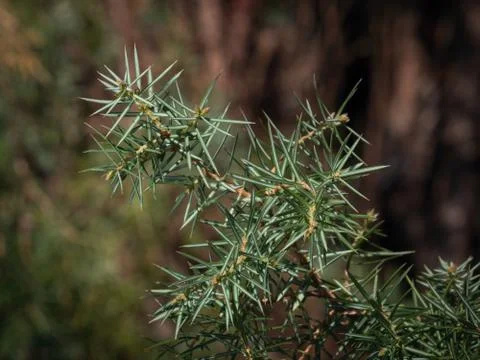 Juniper with buds Stock Photos