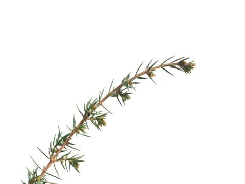 Juniper with buds Stock Photos